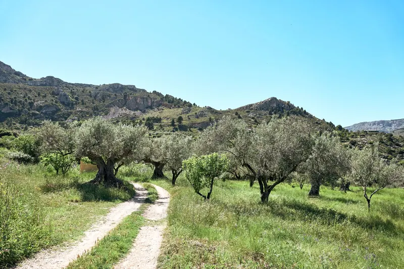 Olivares en el paisaje andaluz