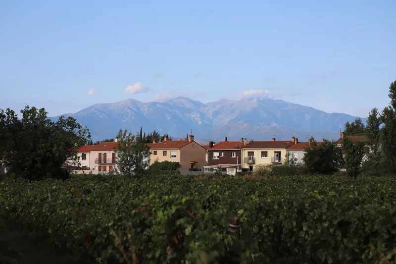 Viñedos con un pueblo al fondo